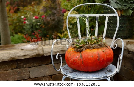 An orange cinderella pumpkin stuffed with succulents and moss in a fall midwest backyard.