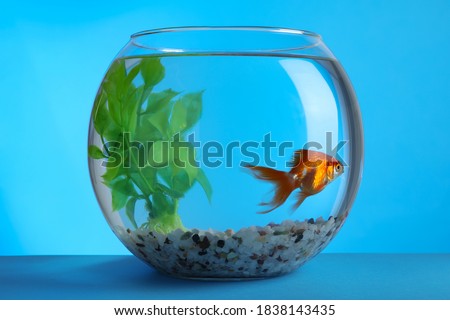 Beautiful goldfish in round aquarium with decorative plant and pebbles on blue background