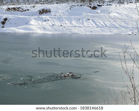 You can see ducks swimming on a frozen lake. A snowy mountain and snow-covered pine trees are seen in the background. The photo is a beautiful winter image.