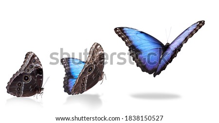 Collage with blue morpho butterfly flying up on white background. Banner design 