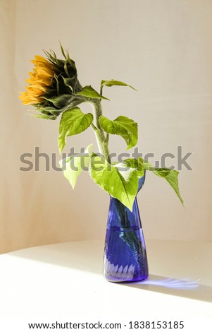 A small young sunflower in a blue vase.