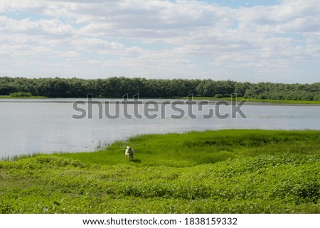 blue river on a background of green forest and grass