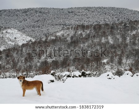 A dog is posing for the camera and looking directly at the camera. A snowy mountain and a snowy forest at the back draws attention. A beautiful winter landscape. It's a warm and romantic picture.