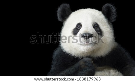 white black and asian big boss panda