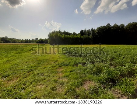 Green fields and vegetable gardens with potatoes between the forest against a blue sky with clouds in backlight Real image