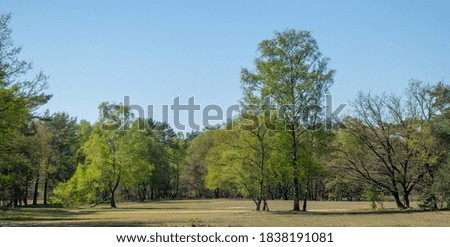 Trees standing in front of a park next to the forest