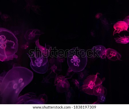 beautiful jellyfish background, pink red medusa , jellyfish wallpaper , ocean light jellyfish, diving picture, toxic medusa