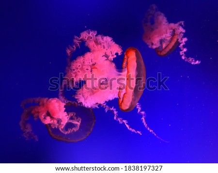 beautiful jellyfish background, pink red medusa , jellyfish wallpaper , ocean light jellyfish, diving picture, toxic medusa
