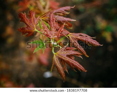 Small maple tree after rain. Close up picture of a red Japanese maple leaf. Autumn or fall vibes