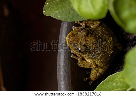 Fuscous-blotched Snouted Tree Frog of the species Scinax fuscovarius
