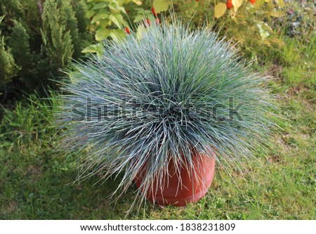 blue fescue in the garden Royalty-Free Stock Photo #1838231809