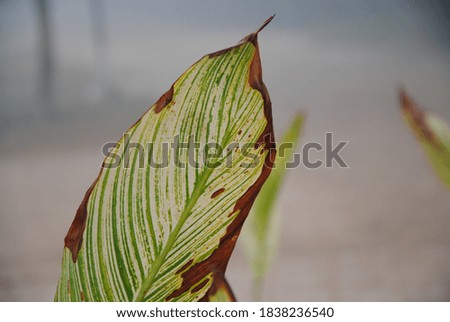 leaf closeup in winter macro view