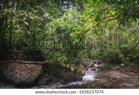 Tropical lush green forest and cascade of small river stream among stones rocks in Thai beautiful panoramic landscape. Amazing scenery of jungle rainforest in Khao Lak Lam Ru National Park, Thailand