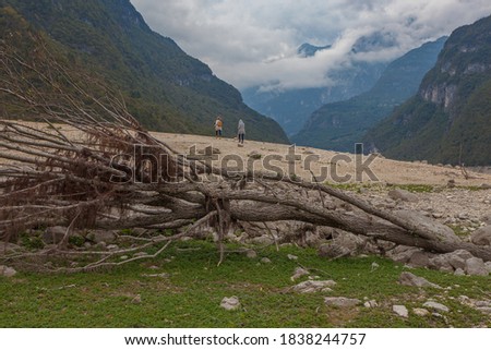 Tree crashed by the wind and covered with algae on the dry shore of Lake Mis, with two unrecognizable people in the background, Dolomiti Bellunesi National Park Italy