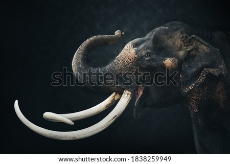 Asia elephant isolated on dark background. Elephant Head isolated on black with clipping path. Animal widelife nature concept.  