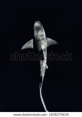 Shark swimming in the night 