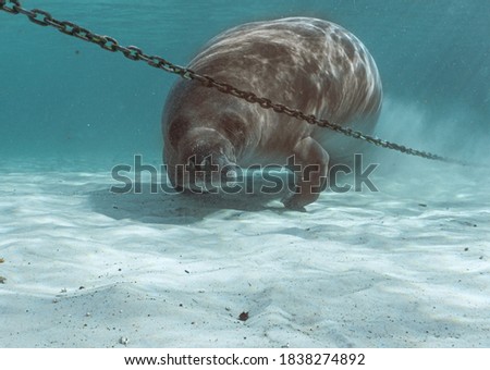 Manatee swimming in the springs 