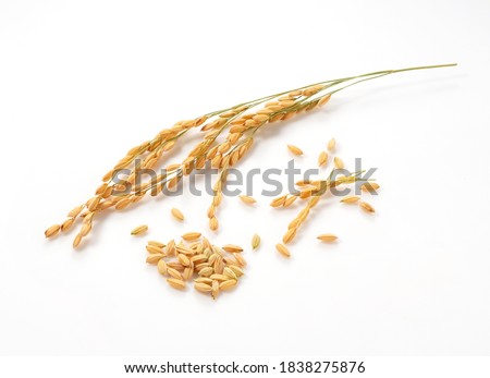 Close-up of an ear of rice on a white background Royalty-Free Stock Photo #1838275876