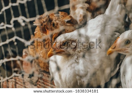 several chickens in a chicken coop