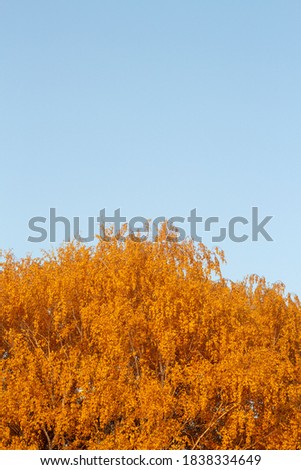 Wonderful fall, autumn yellow color on forest trees. Orange, red and yellow colorful leaves for screen wallpaper. 