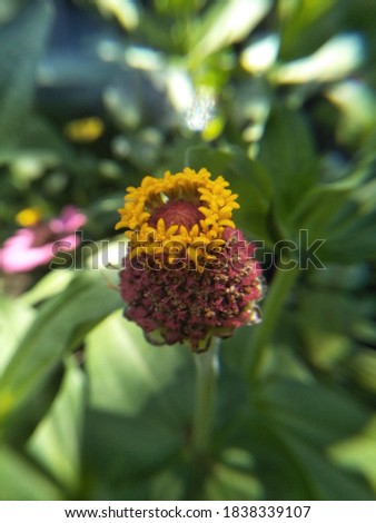 common zinnia flower pistil in the garden