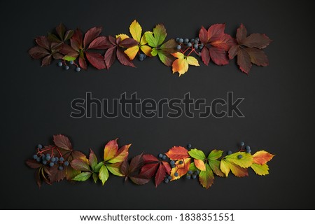 Creative design concept frame of colorful fall leaves wild grapes with berries on dark minimalist background. Top view.