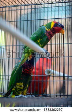 a pair of colourful parrots in a cage