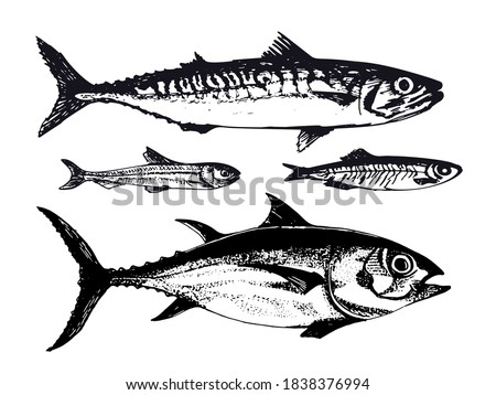 Hand drawn illustration of ocean sea fishes such as mackerel, tuna and capelin. Vector illustration of underwater wildlife animals in vintage sketch style. Great for packaging, banner, menu design