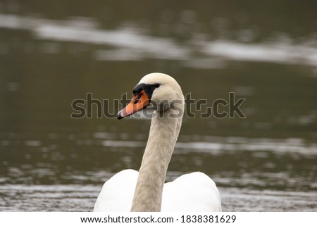 Portrait of a beautiful swan in a little lake called Lindensee in Hesse, Germany at a cloudy and cold day in autumn.