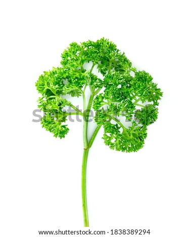 Parsley leaf or Petroselinum crispum leaves isolated on white background ,Green leaves pattern    Royalty-Free Stock Photo #1838389294