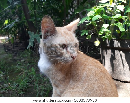 The cat (Felis catus) is a domestic species of small carnivorous mammal.  it has a strong flexible body, quick reflexes, sharp teeth and retractable claws adapted to killing small prey.