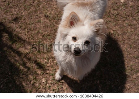 
Itú - Brazil - Beautiful white dog looking at the photo