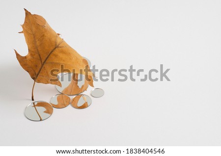 Reflection in the small round mirrors of an autumn brown oak leaf. Empty white background with copy space to demonstrate packaging, goods, products. Horizontal Mockup