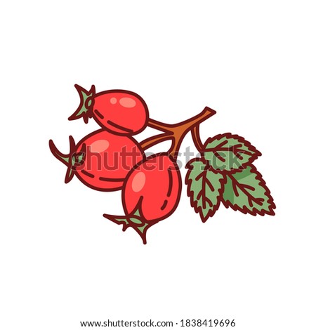 Vector drawing of wild rose. Clip art. Sticker. Suitable for printing on paper, fabric.