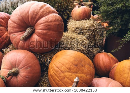 Decorative pumpkins at farm market stands on sheaves of hay .Thanksgiving holiday season and Halloween decor