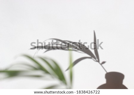 Neutral floral arrangement with the silhouette of a tropical palm branch in a glass vase.Beautiful play of shadows on a white wall background.Minimal, stylish, trendy concept.copy space