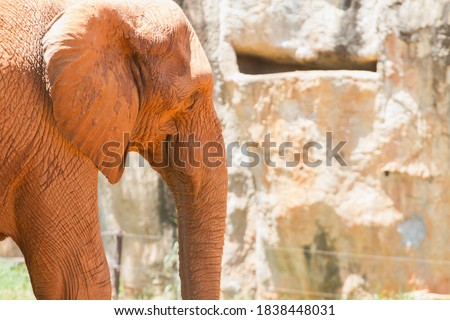 African elephant portrait fall and roll on the mineral lick or salt lick. 