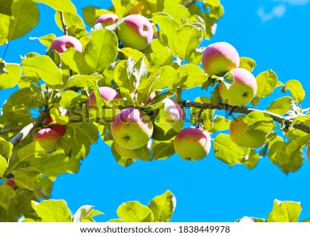red apples on an apple-tree branch in sunny summer day, against blue sky background