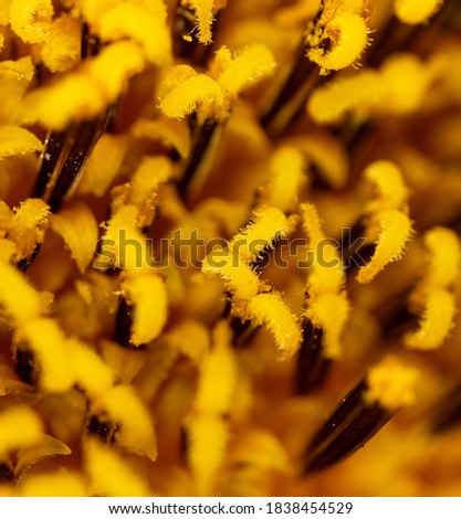 Close-up of sunflower pollen as background. Macro Royalty-Free Stock Photo #1838454529