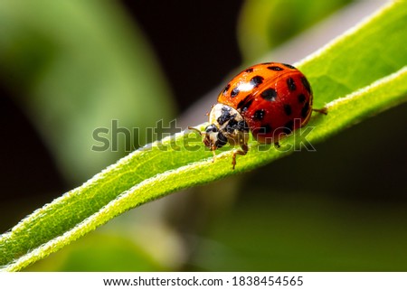Close-up of a ladybug on a green leaf. Macro