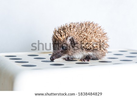 Hedgehog on dotted floor with light background