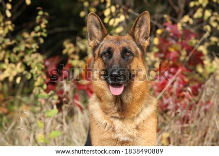 Amazing German Shepherd dog looking at you