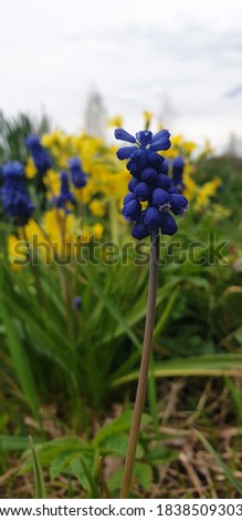 The nature of Russia. Blue and yellow flowers bloom in the garden. Royalty-Free Stock Photo #1838509303