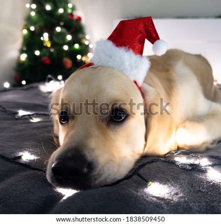 cute dog in santa claus hat sits on the background of a golden beautiful christmas tree with lights in the festive room. doggy with adorable eyes in bright light