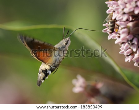 hummingbird hawk moth, [Macroglossum stellatarum]