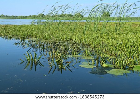 Aquatic plants of the marshy areas of the Danube Delta. Stratiotes aloides, commonly known as water soldiers or water pineapple from the inner delta lagoons in the Romania area near Tulcea.