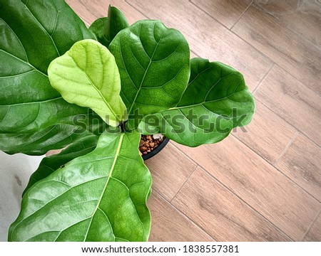 Ficus lyrata. Beautiful fiddle-leaf, fig tree plant with big green leaves in white pot. Stylish modern floral home decor in minimal style Royalty-Free Stock Photo #1838557381