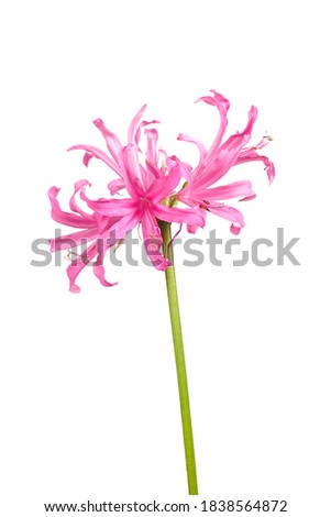 macro closeup of pink purple umbrella flowers with frilly petals of Nerine bowdenii bulb plant from Amaryllis family isolated against white background