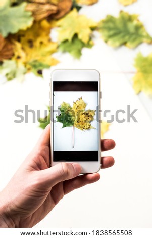 
autumn maple leaf on phone display