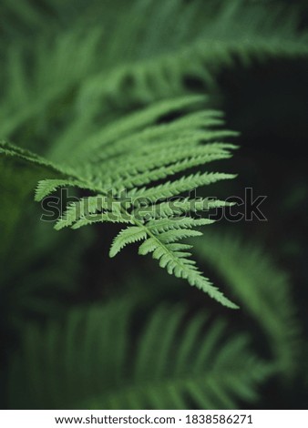 A close-up of fern leaves in cool colors with a blurred background.